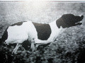 Pedigree FAUNO DEL VENTO Pedigree FAUNO DEL VENTO